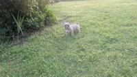 Scooter , a male French Bulldog for sale in Chester, SC – 1 of 6