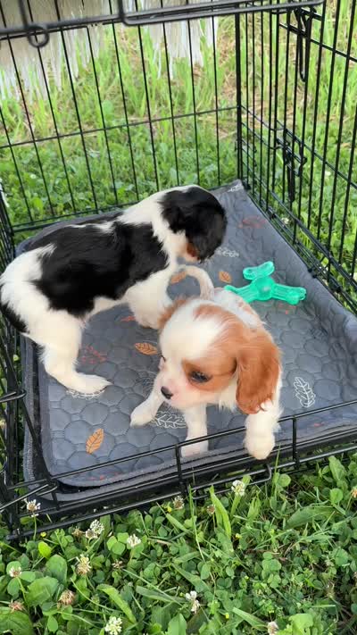 Ivy, a female Cavalier King Charles Spaniel for sale in Grantsville, MD – 5 of 5