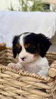 Lucas, a male Cavalier King Charles Spaniel for sale in Grantsville, MD – 2 of 4