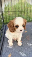 Duke, a male Cavalier King Charles Spaniel for sale in Grantsville, MD – 3 of 3