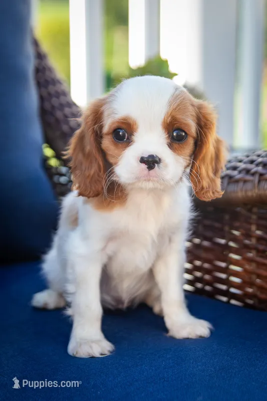 Duke – Cavalier King Charles Spaniel puppy for sale in Grantsville, MD