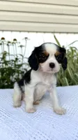 Oscar, a male Cavalier King Charles Spaniel for sale in Grantsville, MD – 3 of 4