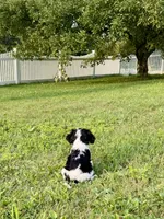 Lucas, a male Cavalier King Charles Spaniel for sale in Grantsville, MD – 4 of 4