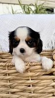 Oscar, a male Cavalier King Charles Spaniel for sale in Grantsville, MD – 2 of 4