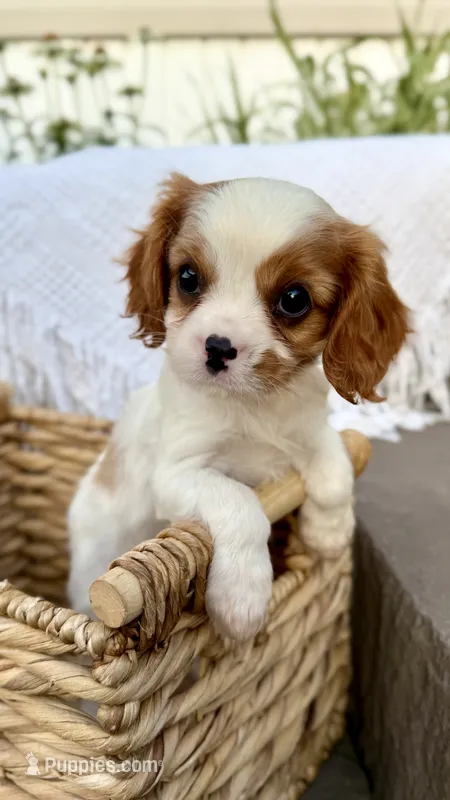 Duke – Cavalier King Charles Spaniel puppy for sale in Grantsville, MD