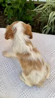 Ivy, a female Cavalier King Charles Spaniel for sale in Grantsville, MD – 3 of 5