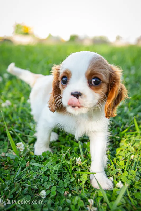 Duke – Cavalier King Charles Spaniel puppy for sale in Grantsville, MD
