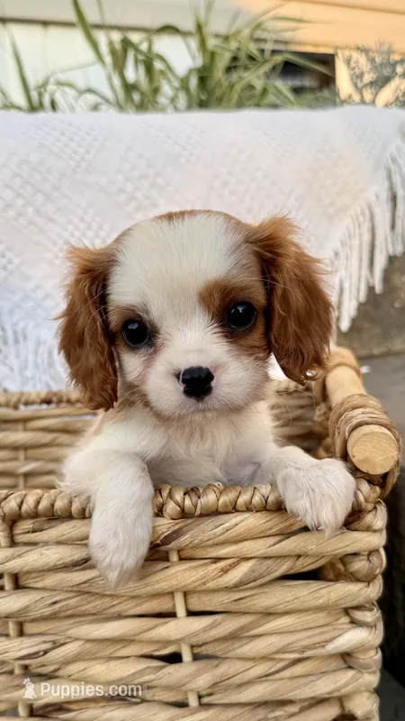 Ivy – Cavalier King Charles Spaniel puppy for sale in Grantsville, MD