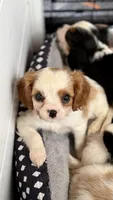 Ivy, a female Cavalier King Charles Spaniel for sale in Grantsville, MD – 4 of 5