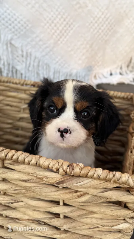 Lucas – Cavalier King Charles Spaniel puppy for sale in Grantsville, MD