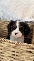 Lucas, a male Cavalier King Charles Spaniel for sale in Grantsville, MD – 3 of 4