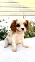Ivy, a female Cavalier King Charles Spaniel for sale in Grantsville, MD – 2 of 5