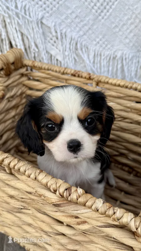 Oscar – Cavalier King Charles Spaniel puppy for sale in Grantsville, MD