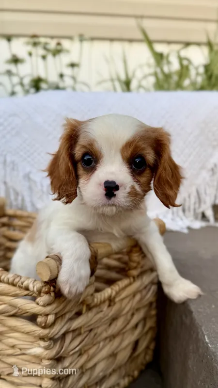 Duke – Cavalier King Charles Spaniel puppy for sale in Grantsville, MD