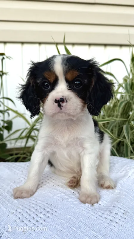 Lucas – Cavalier King Charles Spaniel puppy for sale in Grantsville, MD