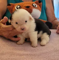 Storm, a male Pembroke Welsh Corgi for sale in Warden, WA – 2 of 2