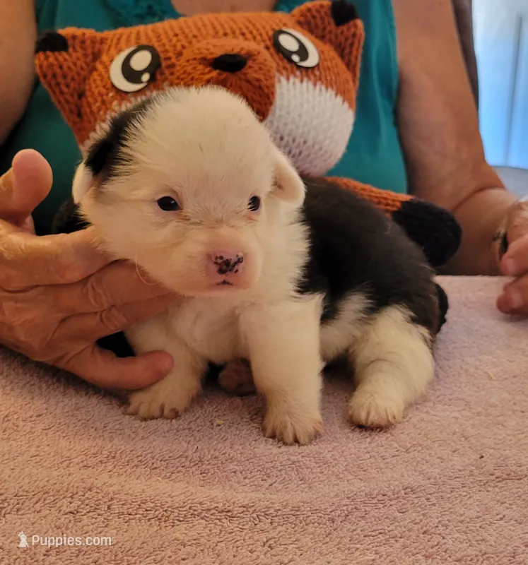 Storm – Pembroke Welsh Corgi puppy for sale in Warden, WA