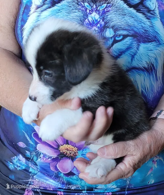 Bruno – Pembroke Welsh Corgi puppy for sale in Warden, WA