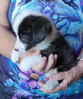 Bruno, a male Pembroke Welsh Corgi for sale in Warden, WA – 1 of 3