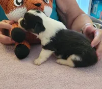 Lightning , a male Pembroke Welsh Corgi for sale in Warden, WA – 2 of 3