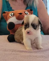 Tempest, a female Pembroke Welsh Corgi for sale in Warden, WA – 1 of 4