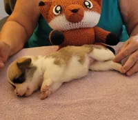 Tempest, a female Pembroke Welsh Corgi for sale in Warden, WA – 4 of 4