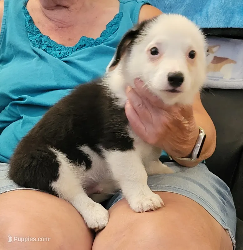 Storm  – Pembroke Welsh Corgi puppy for sale in Warden, WA