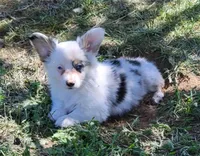 Foxy, a female Pembroke Welsh Corgi for sale in Warden, WA – 1 of 4
