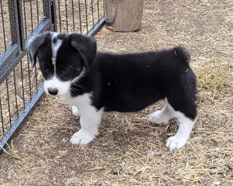 Lilly – Pembroke Welsh Corgi puppy on hold in Warden, WA