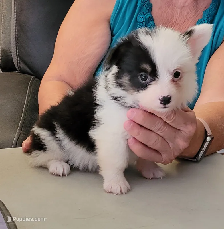 Twister - Fluffy – Pembroke Welsh Corgi puppy on hold in Warden, WA