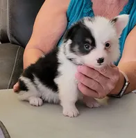 Twister - Fluffy, a female Pembroke Welsh Corgi for sale in Warden, WA – 1 of 1