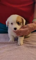 Tara, a female Pembroke Welsh Corgi for sale in Warden, WA – 2 of 2