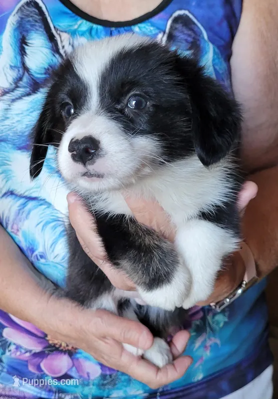 Milo – Pembroke Welsh Corgi puppy for sale in Warden, WA