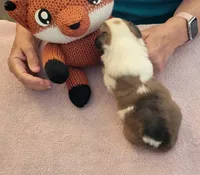 Windy, a female Pembroke Welsh Corgi for sale in Warden, WA – 4 of 4