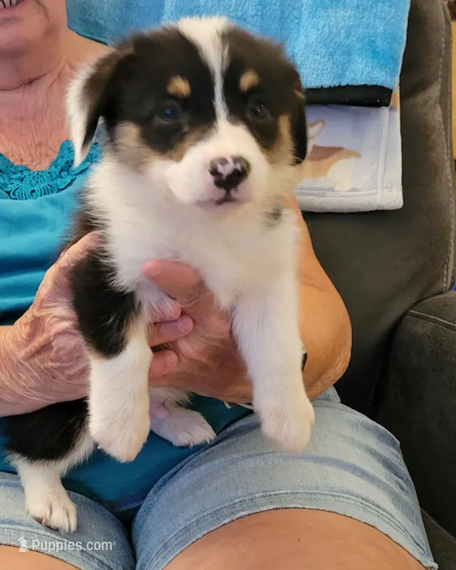 Ripper – Pembroke Welsh Corgi puppy for sale in Warden, WA