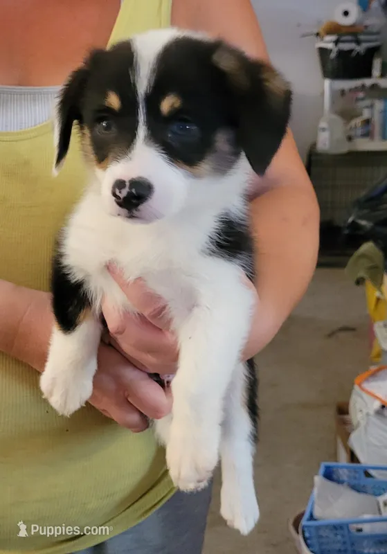 Ripper – Pembroke Welsh Corgi puppy for sale in Warden, WA