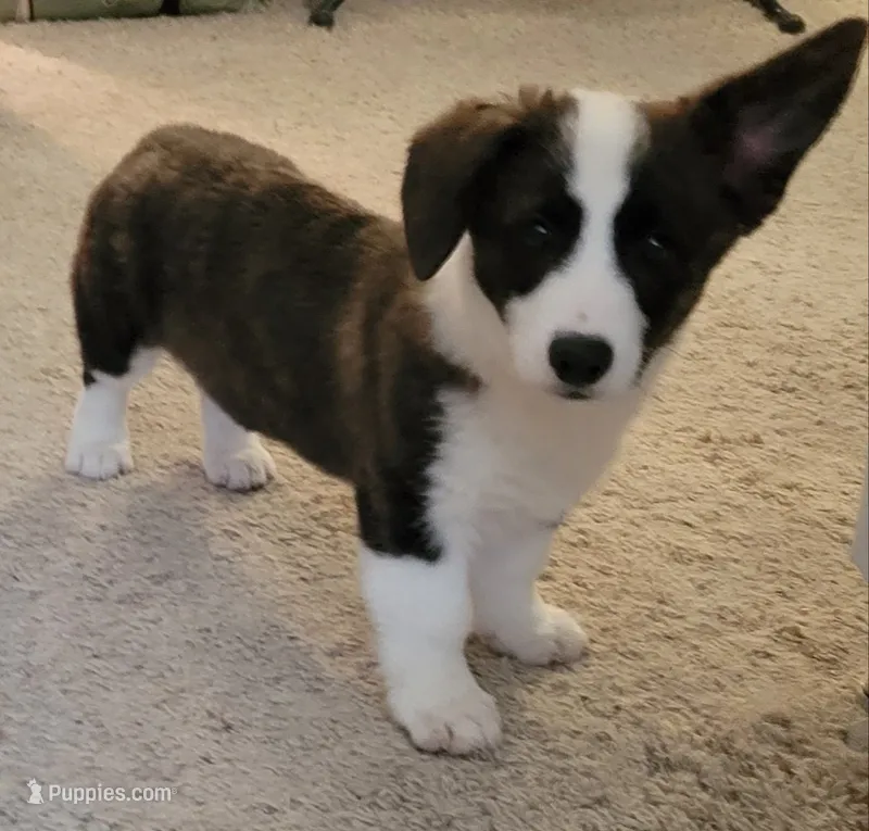 Bruno – Pembroke Welsh Corgi puppy for sale in Warden, WA