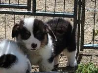 Gale - Fluffy, a male Pembroke Welsh Corgi for sale in Warden, WA – 3 of 4