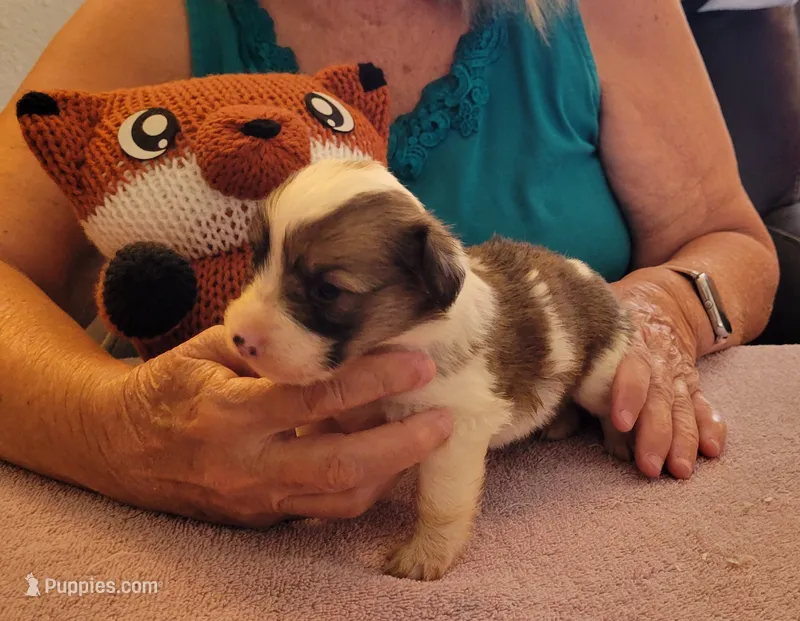Windy – Pembroke Welsh Corgi puppy for sale in Warden, WA