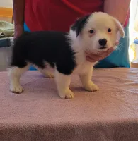 Storm , a male Pembroke Welsh Corgi for sale in Warden, WA – 3 of 3