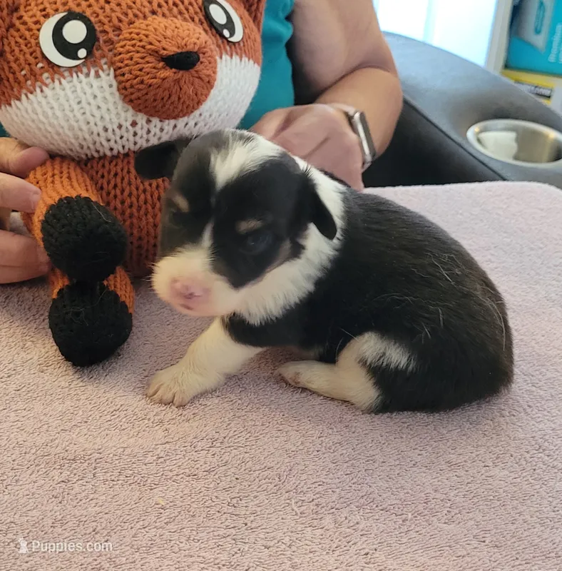 Lightning  – Pembroke Welsh Corgi puppy for sale in Warden, WA