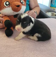 Lightning , a male Pembroke Welsh Corgi for sale in Warden, WA – 1 of 3