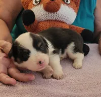 Gale, a male Pembroke Welsh Corgi for sale in Warden, WA – 2 of 2