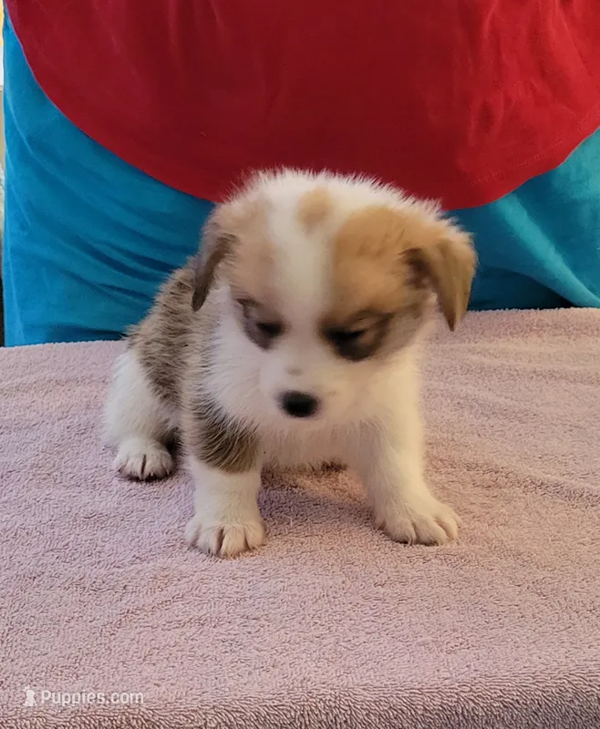 Poka – Pembroke Welsh Corgi puppy for sale in Warden, WA