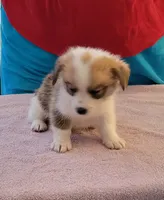 Poka, a female Pembroke Welsh Corgi for sale in Warden, WA – 1 of 1