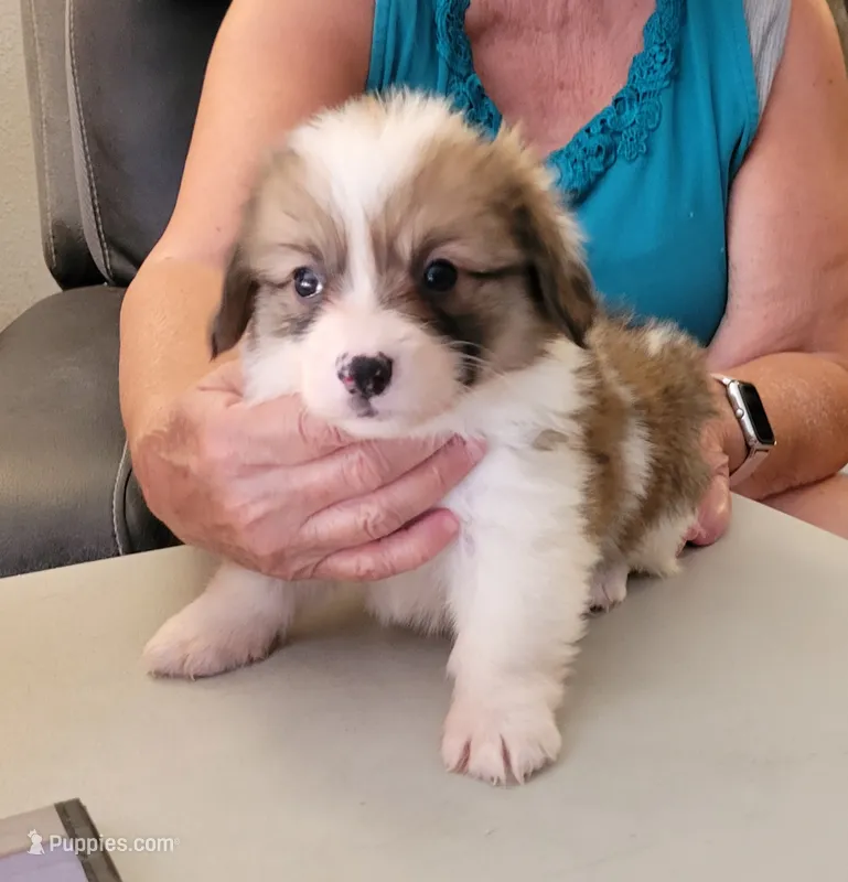 Windy - Fluffy – Pembroke Welsh Corgi puppy for sale in Warden, WA