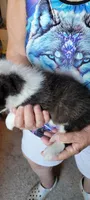 Bruno, a male Pembroke Welsh Corgi for sale in Warden, WA – 2 of 3