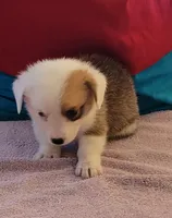 Tara, a female Pembroke Welsh Corgi for sale in Warden, WA – 1 of 2