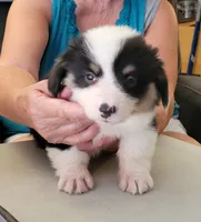 Gale - Fluffy, a male Pembroke Welsh Corgi for sale in Warden, WA – 4 of 4