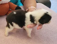 Twister, a female Pembroke Welsh Corgi for sale in Warden, WA – 2 of 2